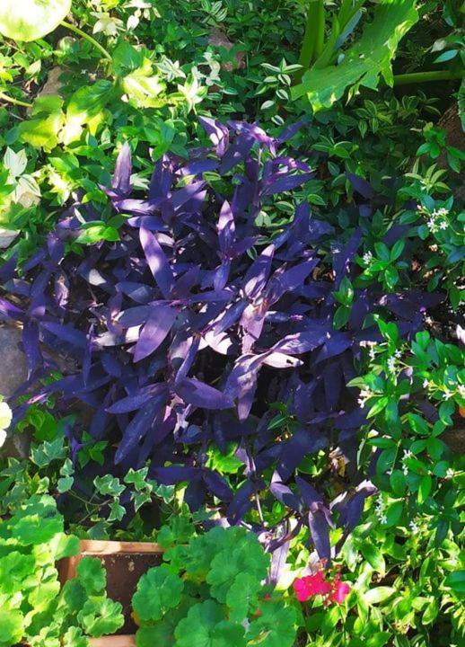 Olive Lemon Biophilic House & Lush Forest Garden Vamos Exterior foto