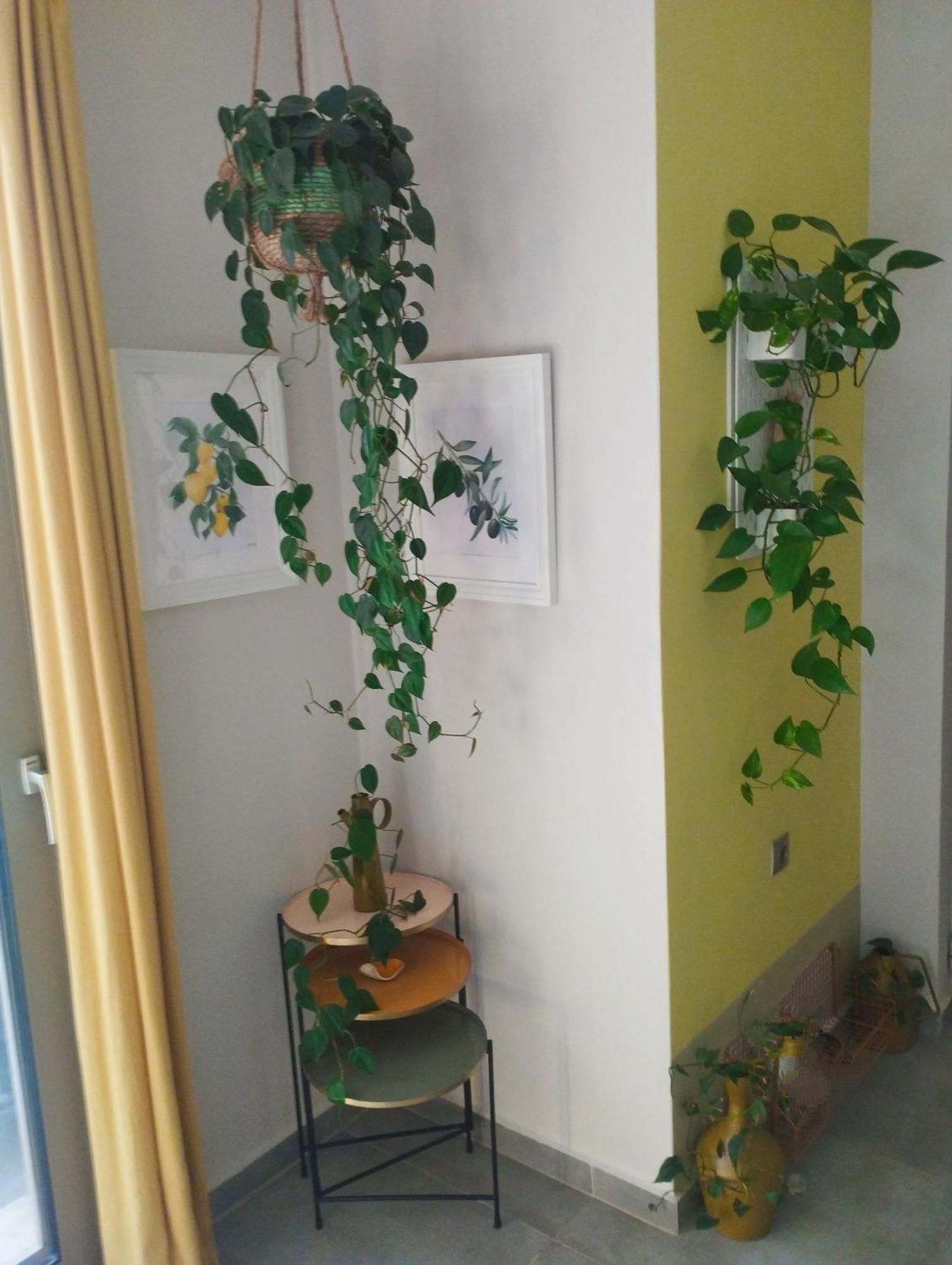 Olive Lemon Biophilic House & Lush Forest Garden Vamos Exterior foto