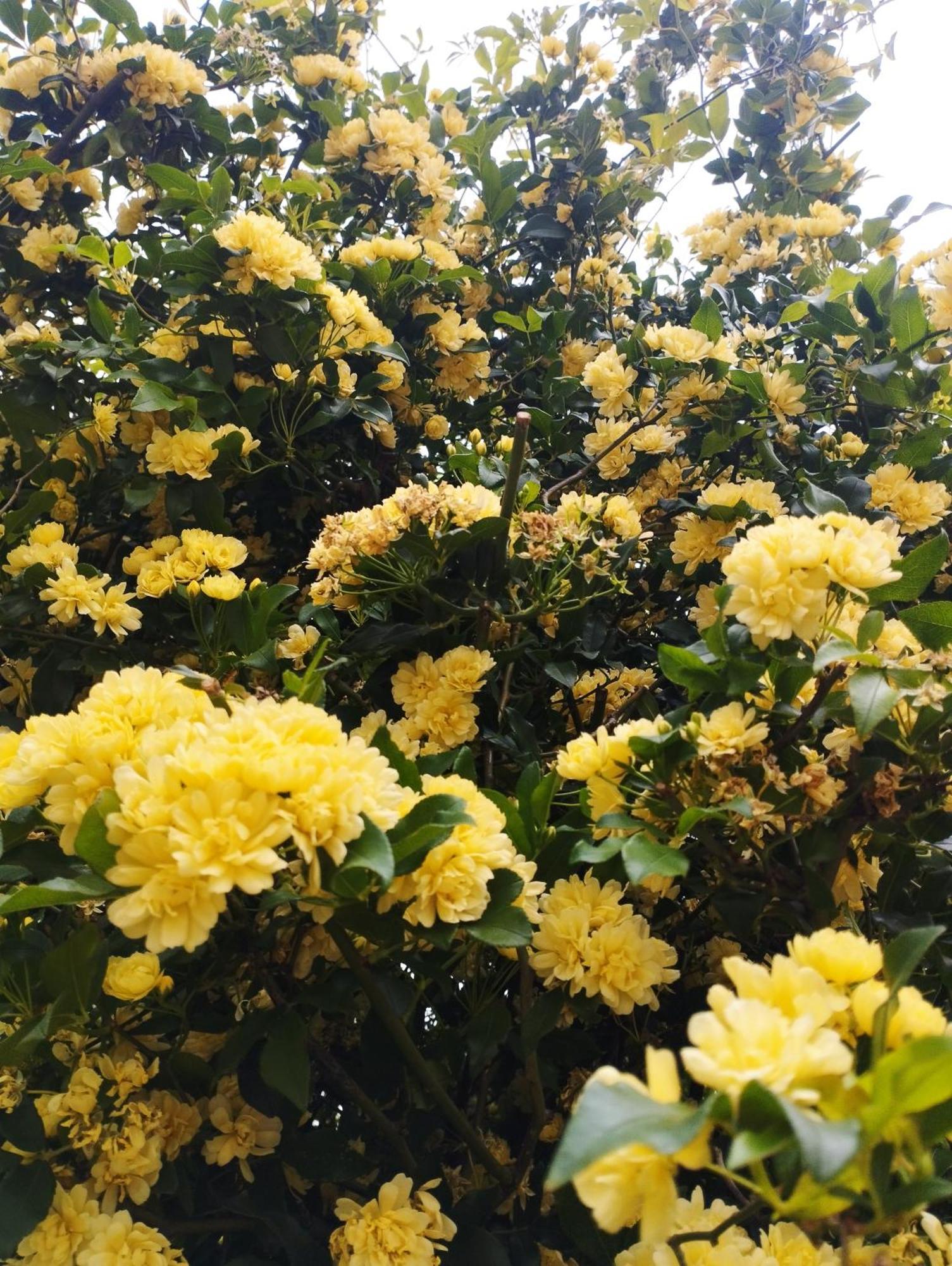 Olive Lemon Biophilic House & Lush Forest Garden Vamos Exterior foto