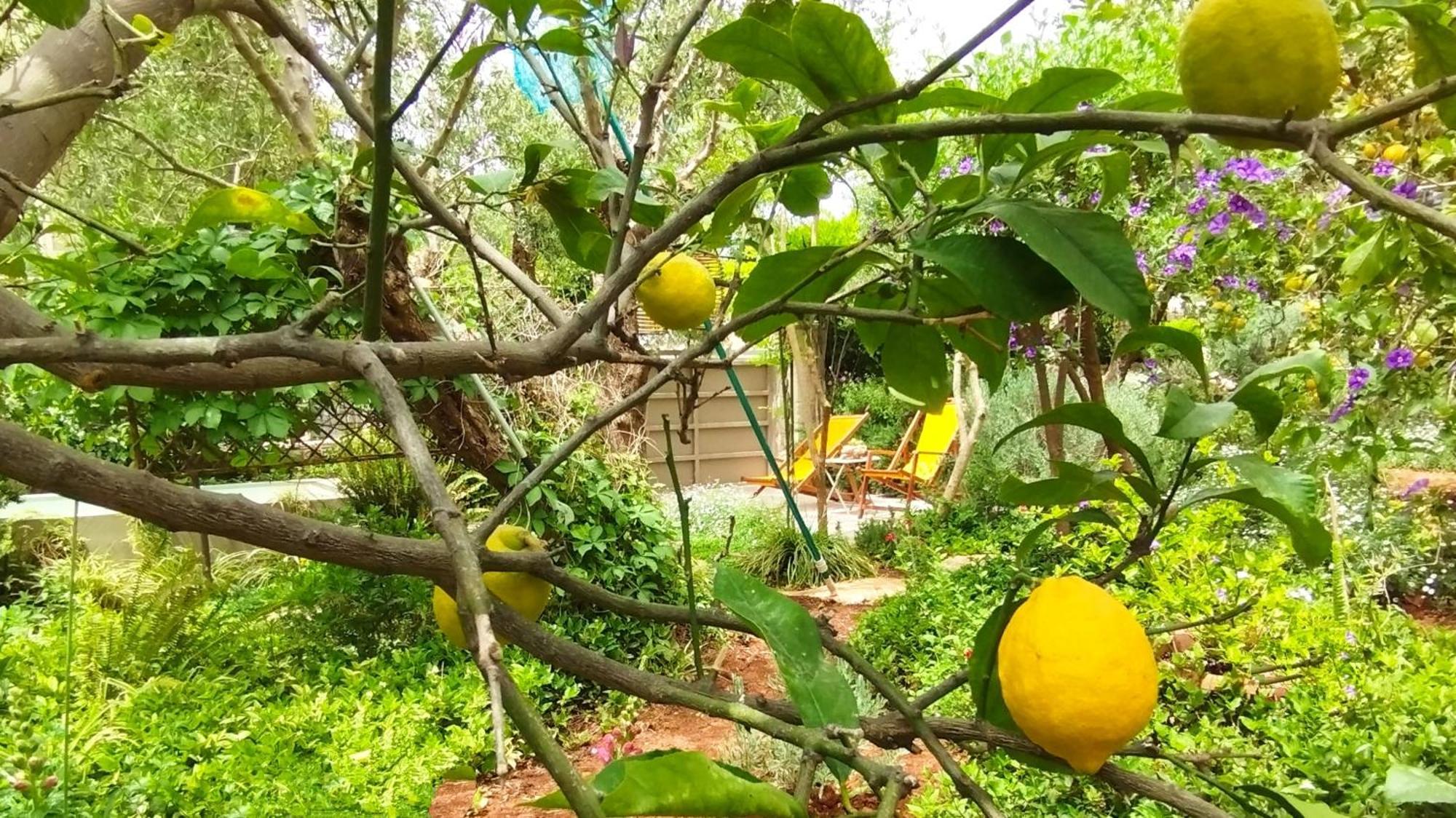 Olive Lemon Biophilic House & Lush Forest Garden Vamos Habitación foto