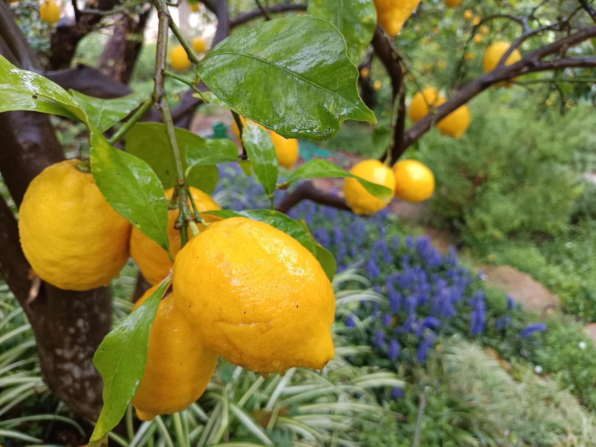 Olive Lemon Biophilic House & Lush Forest Garden Vamos Exterior foto