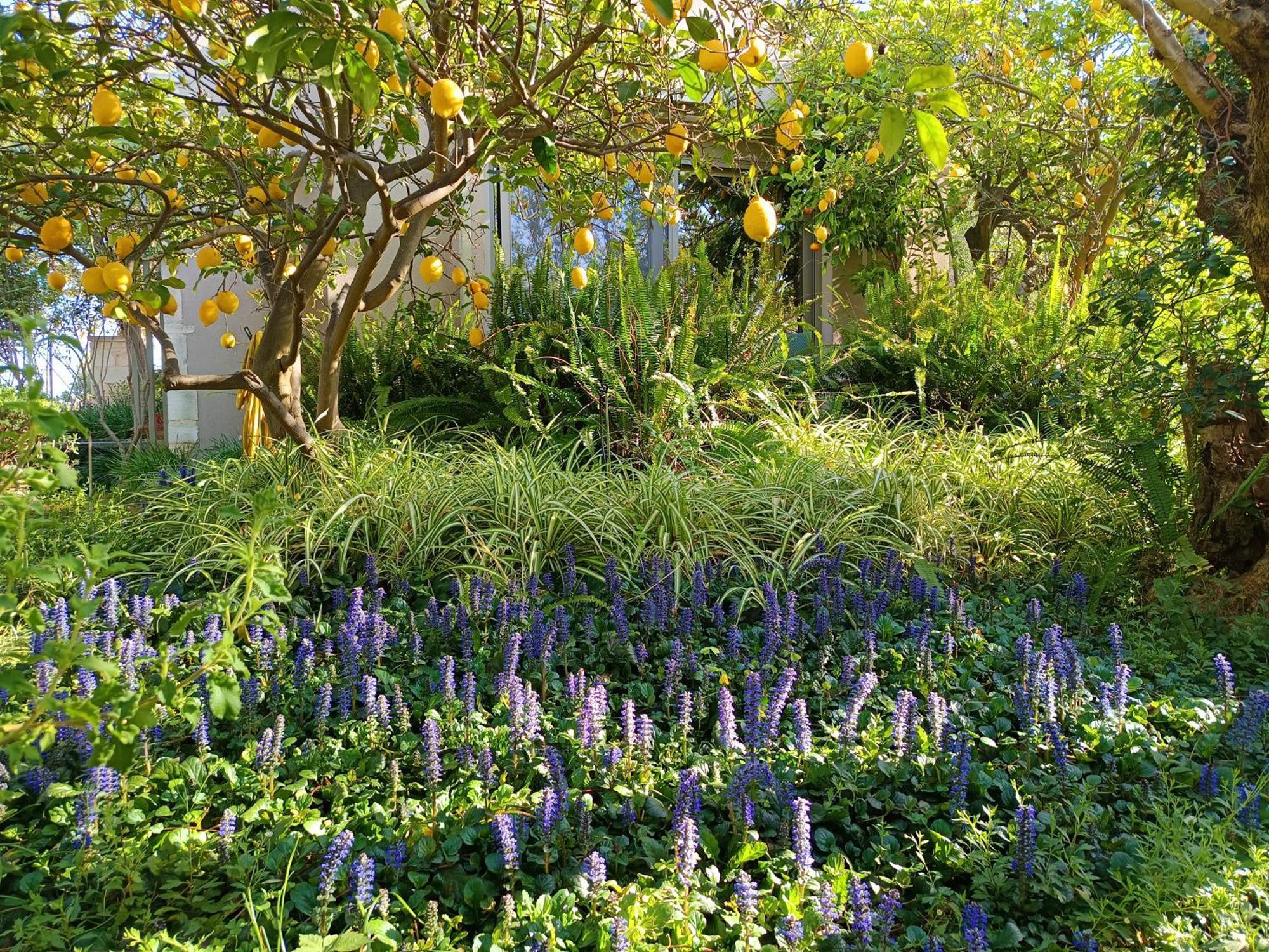 Olive Lemon Biophilic House & Lush Forest Garden Vamos Exterior foto